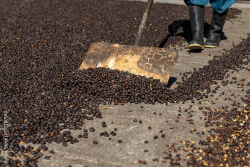 Hands of local farmer scattering green natural coffee beans for drying in the sun, Panama, Central America - stock photo