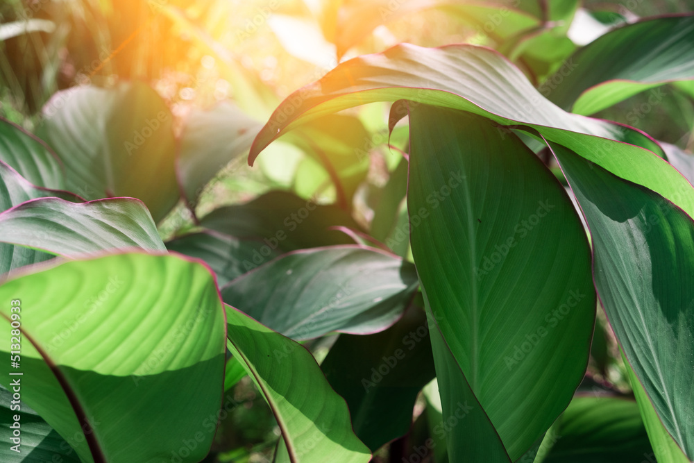 Green banana leaf texture for background. close-up view of leaves in natural tropical forest Close-up nature view of green leaves on blurry green background in garden at morning sun Green banana leaf texture for background. close-up view of leaves in natural tropical forest Close-up nature view of green leaves on blurry green background in garden at morning sun