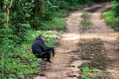 Fotomurale Adult chimpanzee, pan troglodytes, at the roadside of the rainforest of Kibale National Park, western Uganda