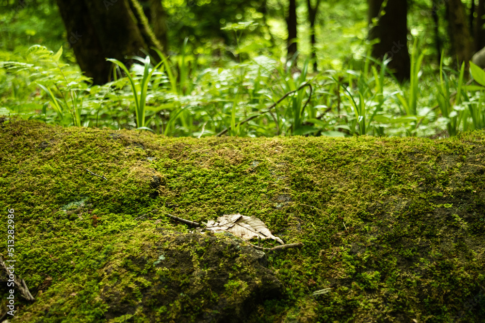 Moss and a fallen leaf in the forest 5 Moss and a fallen leaf in the forest 5