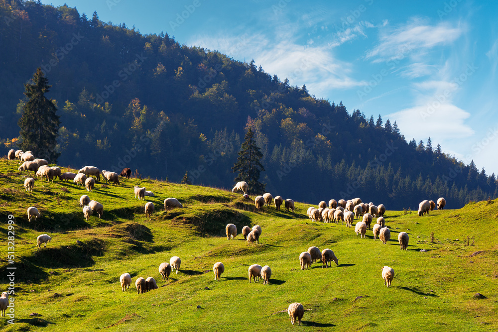 flock of sheep grazing in mountains. sunny nature scenery in apuseni natural park of romania