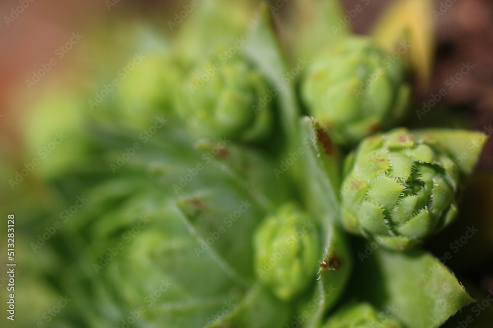 Fototapeta premium sempervivum, flowe, plant, yellow, succulent