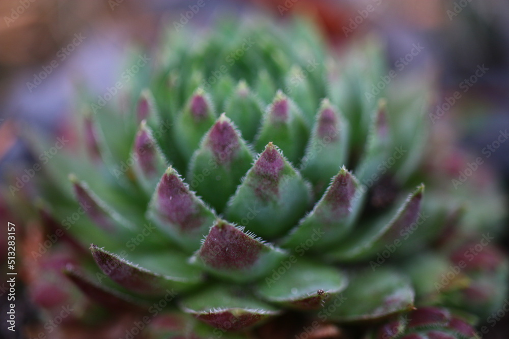 sempervivum, flowe, plant, yellow, succulent sempervivum, flowe, plant, yellow, succulent