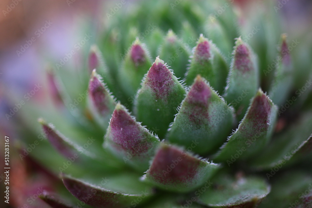 sempervivum, flowe, plant, yellow, succulent sempervivum, flowe, plant, yellow, succulent