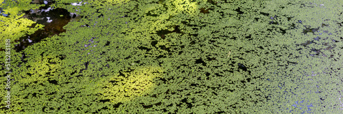 Wallpaper Mural Panorama. Green duckweed on a pond. Natural panoramic background Torontodigital.ca