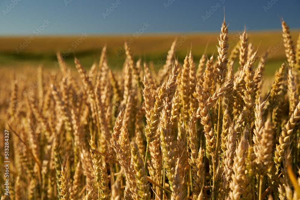 Fototapeta premium Wheat ripening in the sun light