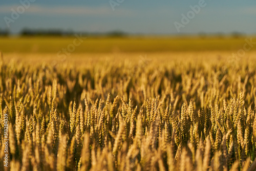 Wheat ripening in the sun light