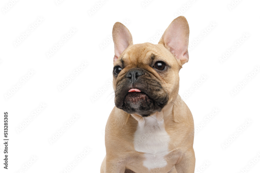 Funny French bulldog, sitting and licking, looking at side, on an isolated white background, front view