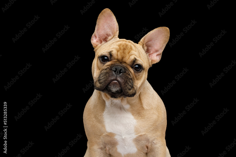 Close-up portrait of French bulldog dog turning a head and amazement gazing on isolated black background