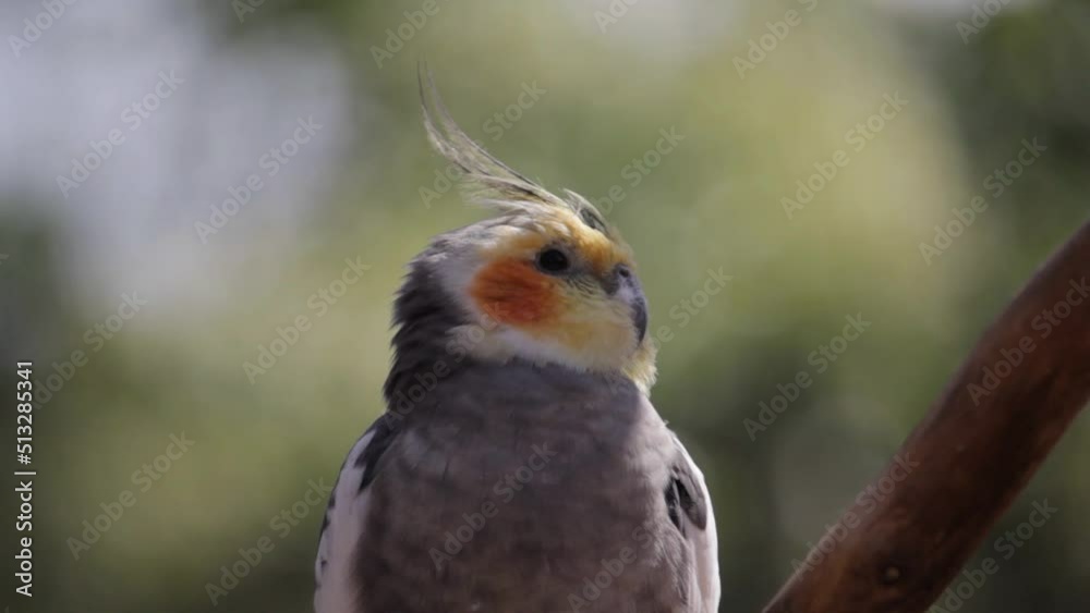 Cockatiel. Nymphicus hollandicus is on the branch.