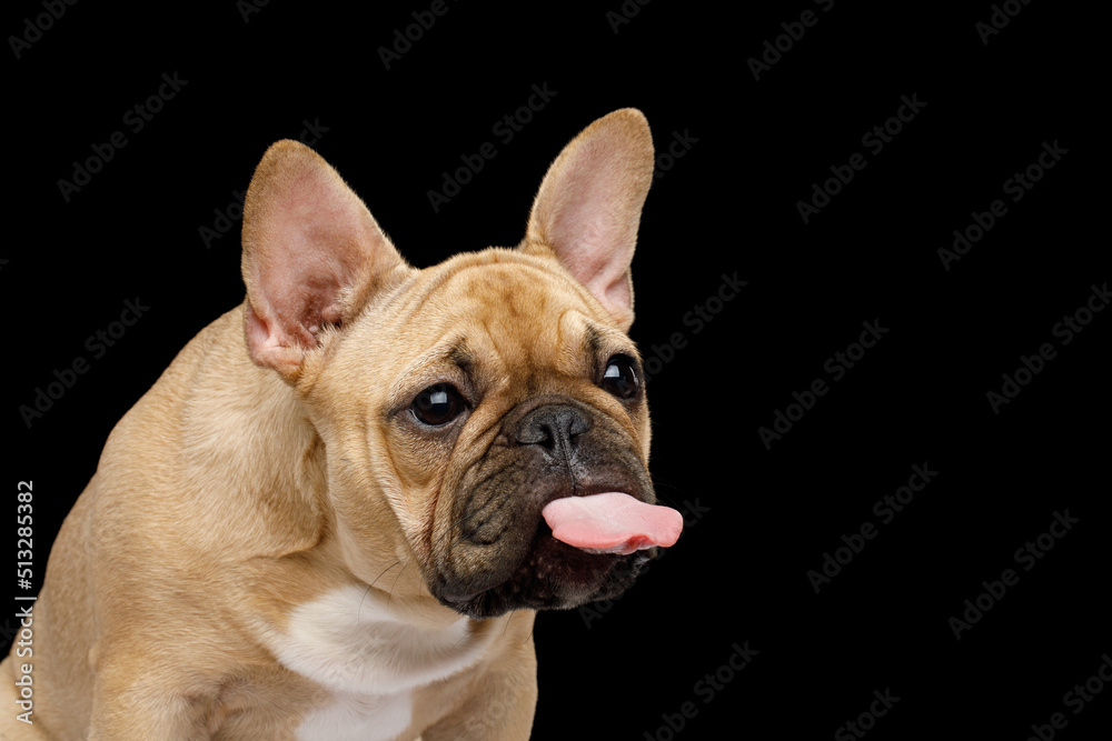 Close-up portrait of a French bulldog showing his tongue on isolated black background, side view