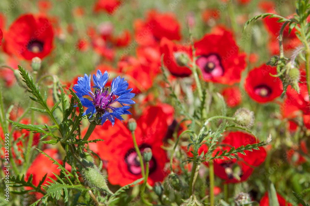 Spring, Field of poppy flowers against the blue sky with clouds. The concept of freshness of morning nature. Spring landscape of wildflowers. Beautiful landscape long banner. Spring, Field of poppy flowers against the blue sky with clouds. The concept of freshness of morning nature. Spring landscape of wildflowers. Beautiful landscape long banner.
