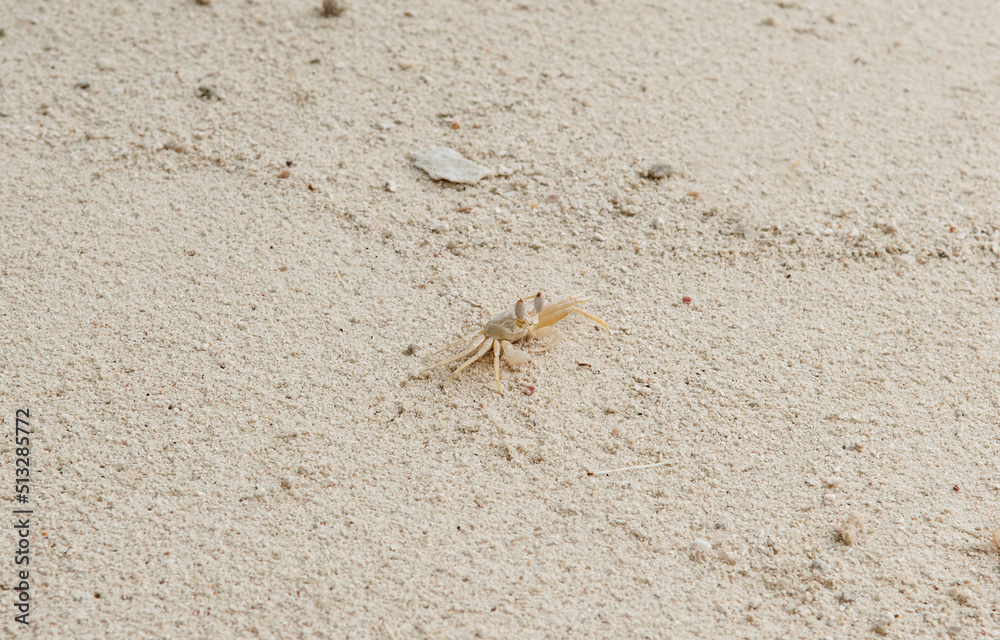 A crab on the beach is running on the white sand. Exotic animals in the resorts of tropical islands. The concept of a beach holiday in the tropics. A crab on the beach is running on the white sand. Exotic animals in the resorts of tropical islands. The concept of a beach holiday in the tropics.