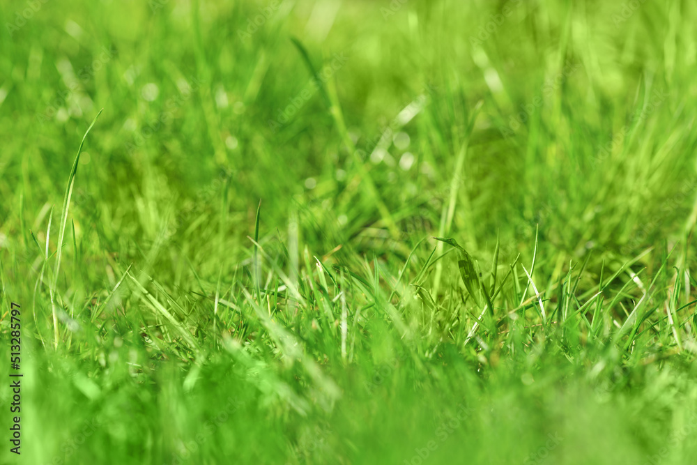 Blurred background with green grass and blurred foliage bokeh. Soft focus. Shallow DoF Blurred background with green grass and blurred foliage bokeh. Soft focus. Shallow DoF