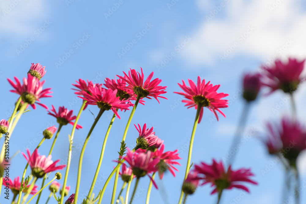 Red daisies pyrethrum against the blue sky. Bottom view of a flower bed with pink chamomile flowers on a sunny day Red daisies pyrethrum against the blue sky. Bottom view of a flower bed with pink chamomile flowers on a sunny day