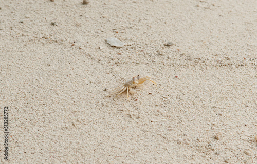 A crab on the beach is running on the white sand. Exotic animals in the resorts of tropical islands. The concept of a beach holiday in the tropics. © Vera