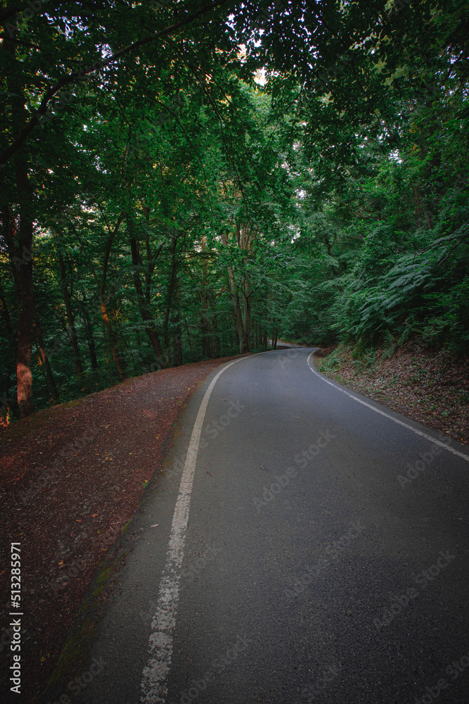 Obraz premium Road in the forest, a lot of trees 