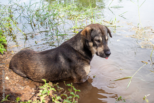 The dog was immersed in the water because of the hot weather.