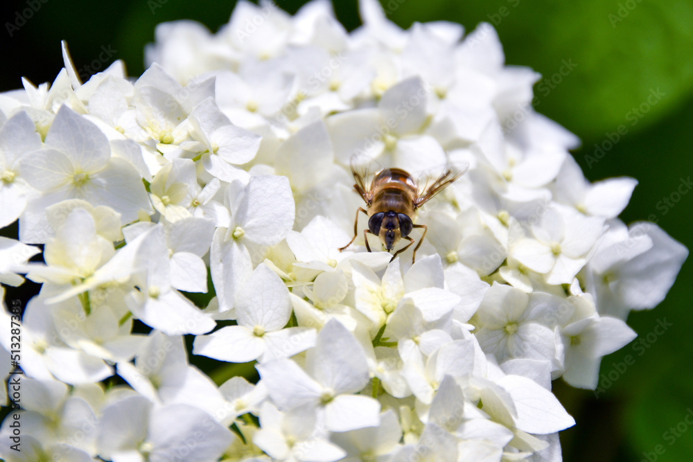 a bee collects nectar on a white flower
a bee collects nectar on a white flower