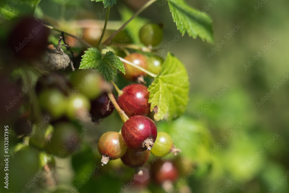 Black currant close up with green leaves growing in the garden. Black currant close up with green leaves growing in the garden.