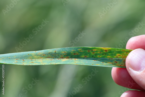 Brown rust Puccinia recondita f sp secale on rye leaf. photo