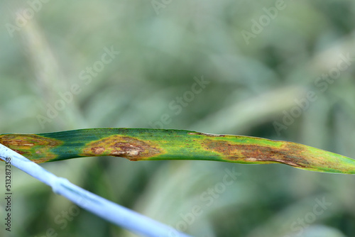 Leaf spot of rye, septoria leaf blotch, speckled leaf blotch of rye. Mycosphaerella graminicola.