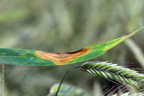 Leaf spot of rye, septoria leaf blotch, speckled leaf blotch of rye.  Mycosphaerella graminicola.