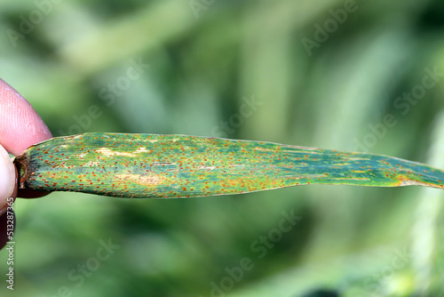 Brown rust Puccinia recondita f sp secale on rye leaf. photo