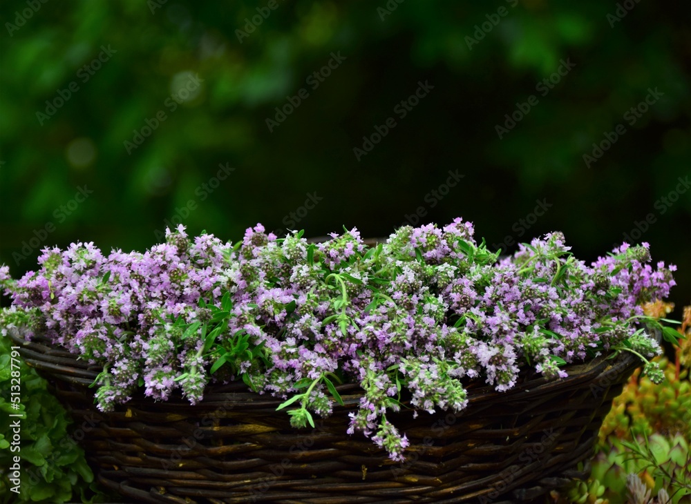 Fototapeta premium basket with lavender