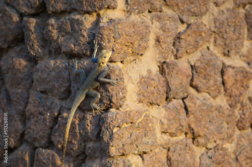 Common agama Agama agama on a wall. Tambacounda. Senegal. photo