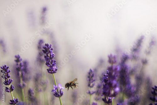 Gałąź lawendowych aromatycznych letnich kwiatów. i pszczoła.  Lavender. Kwiaty lawendy. Lawendowy prowansalski klimat lata. 