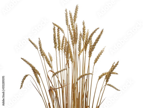 Ripe, golden wheat ears isolated on white, clipping path