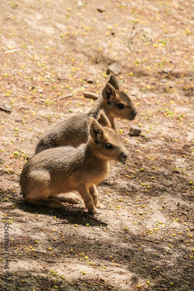 Naklejka premium Patagonian mara - Dolichotis patagonum. Mara - Dolichotis patagonum