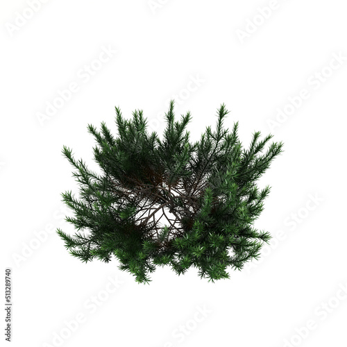 3d illustration of shrub with isolated on white background,bird's eye view