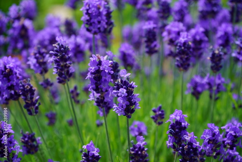 The smell of lavender has a calming effect