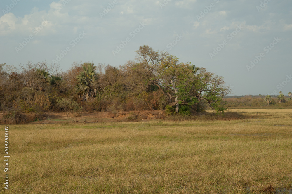 Meadow and forest in Niokolo Koba National Park. Tambacounda. Senegal. Meadow and forest in Niokolo Koba National Park. Tambacounda. Senegal.
