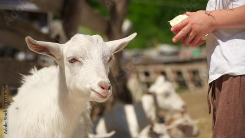 The child feeds the goat cabbage. A little girl on a farm feeds a white goat out of her hands. Man and asshole animal in the summer on the street. Pet care. The goat chews cabbage and grass close-up.