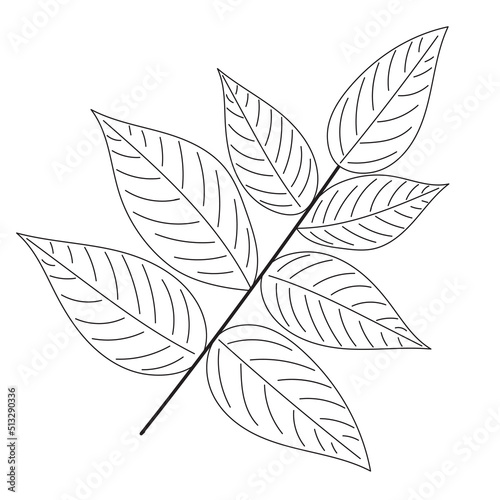 tree leaf on white background sketch, outline, isolated, vector © zolotons