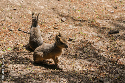 Patagonian mara - Dolichotis patagonum. Mara - Dolichotis patagonum photo