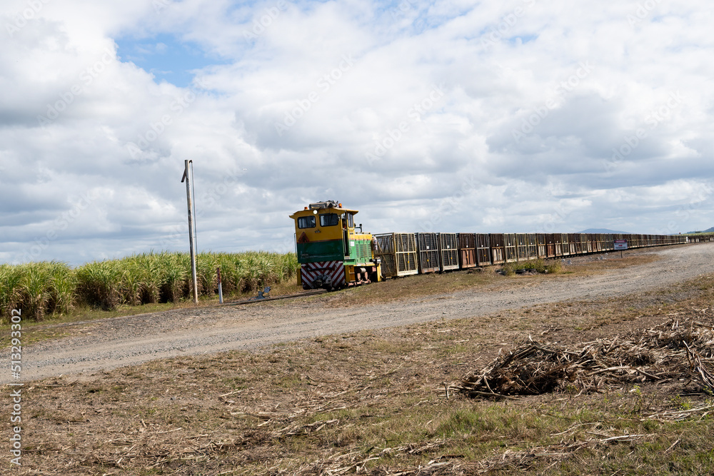 Cane train with a rake of empty sugar cane bins behind it passin through sugar cane fields not yet ready to harvest.