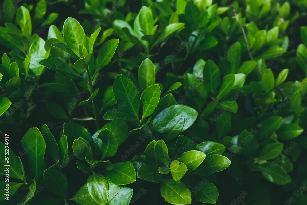 green leaves background green leaves background