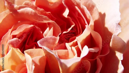 A scarlet rose in the garden. Rose flowers close-up.