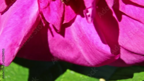 Bumblebee collects nectar on flowers. Bumblebee in the garden. Blooming flowers and bees collect pollen.