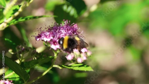 Bumblebee collects nectar on flowers. Bumblebee in the garden. Blooming flowers and bees collect pollen.