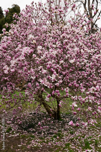 pink magnolia. bloom.