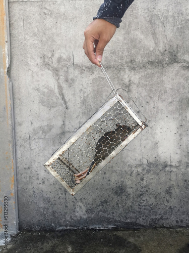 Rats stuck in a cage Rats in the house photo