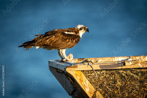 osprey with fish