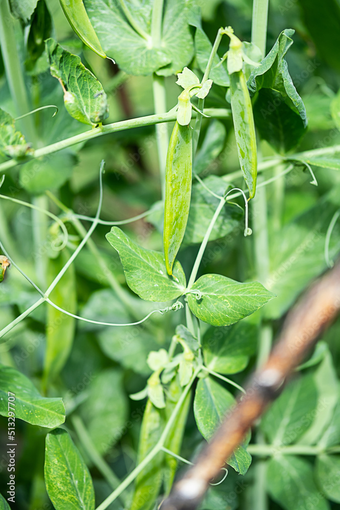 Pod of green peas growing on farmland. Young green pea plants, close up. Gardening background. Pod of green peas growing on farmland. Young green pea plants, close up. Gardening background.