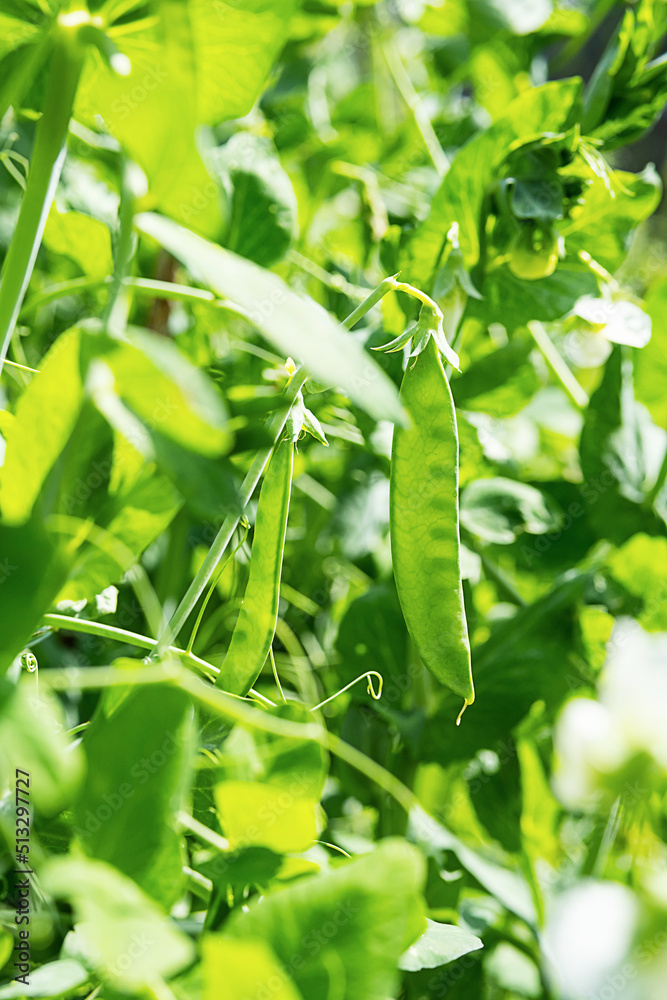 Pod of green peas growing on farmland. Young green pea plants, close up. Gardening background. Pod of green peas growing on farmland. Young green pea plants, close up. Gardening background.