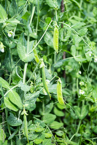 Pod of green peas growing on farmland. Young green pea plants, close up. Gardening background.